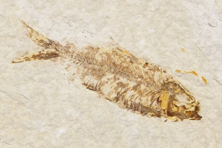 Bargain, Detailed Fossil Fish (Knightia) - Wyoming #174705